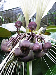 082 Cairns Botanic Gardens